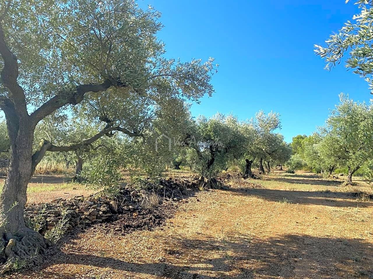 Grunde uden byggetilladelser til salg i El Perello - € 25.000 (Ref: 7666566)