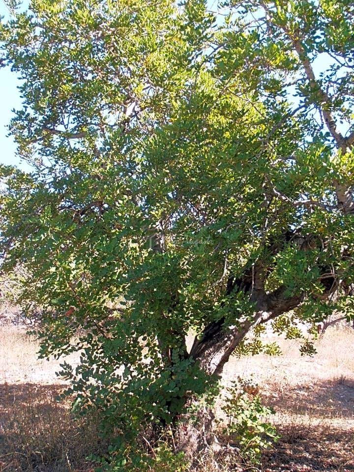 Grunde uden byggetilladelser til salg i Bitem - € 22.000 (Ref: 7733907)