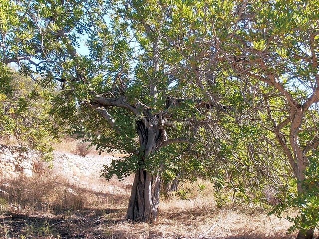 Undeveloped Land for sale in Bitem, Tortosa - € 22,000 (Ref: 7733907)