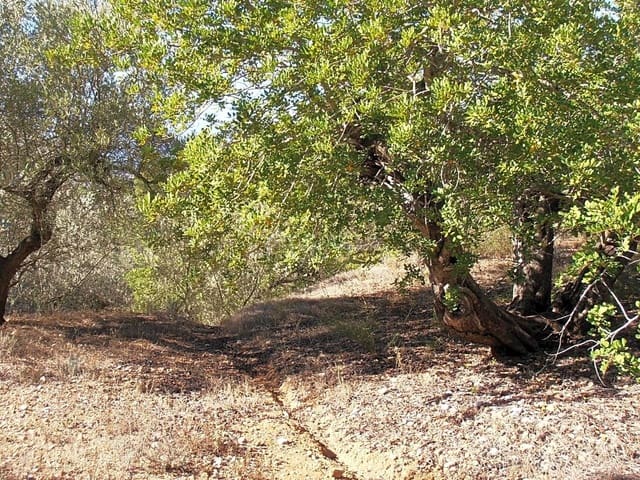 Undeveloped Land for sale in Bitem, Tortosa - € 22,000 (Ref: 7733907)