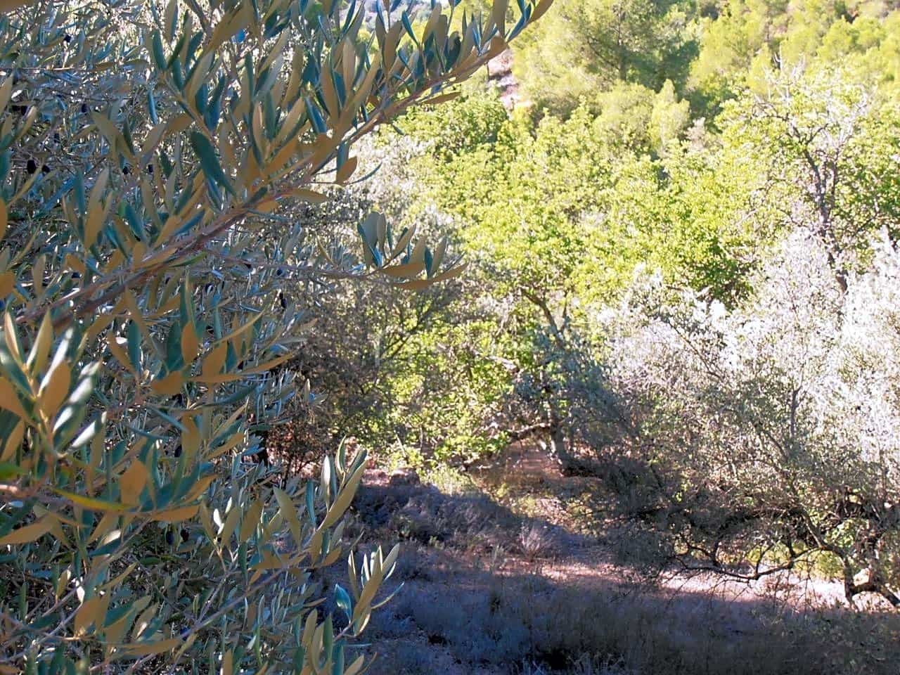 Grunde uden byggetilladelser til salg i Bitem - € 22.000 (Ref: 7733907)