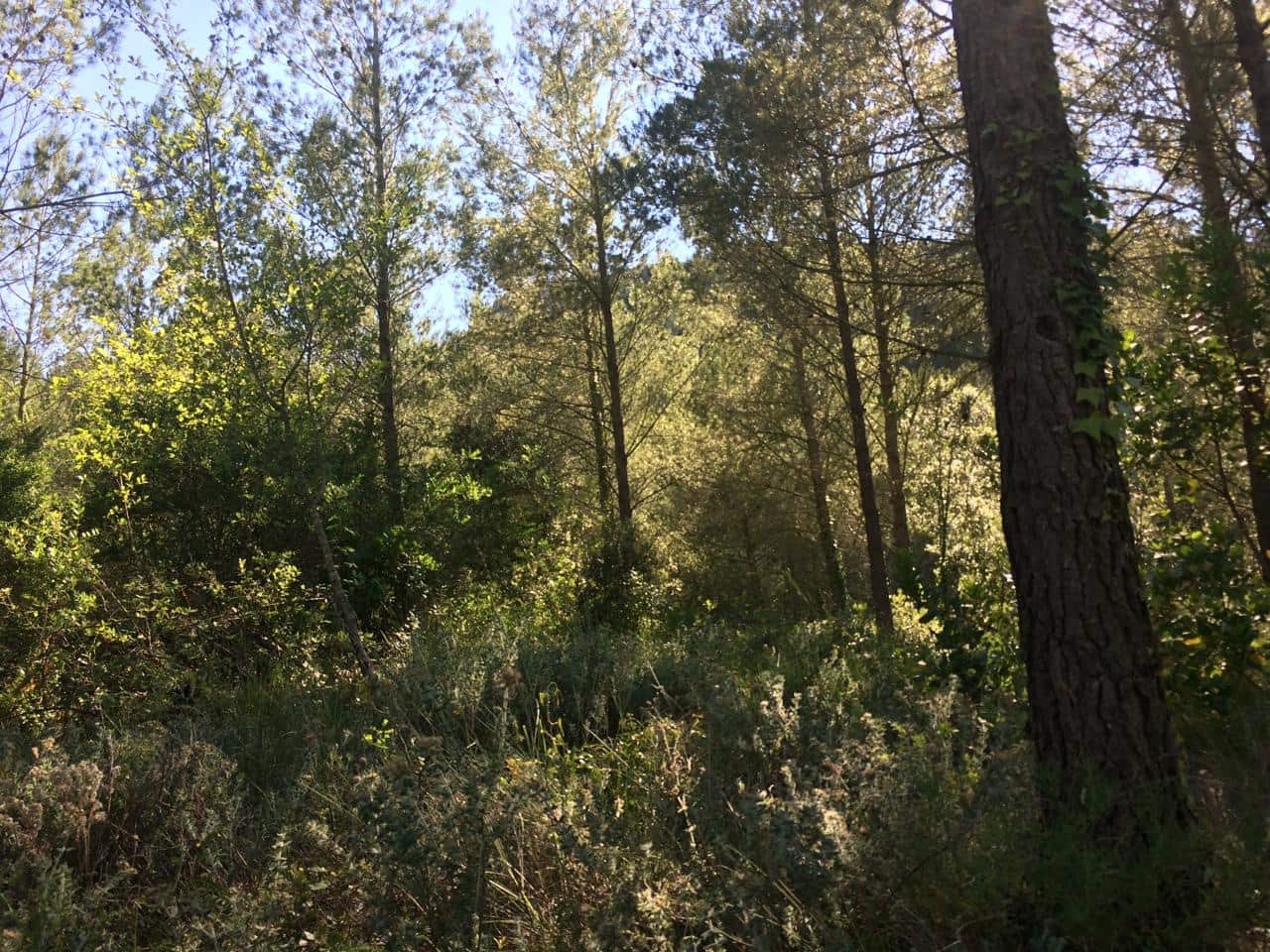 Grunde uden byggetilladelser til salg i Vandellos - € 50.000 (Ref: 7738559)