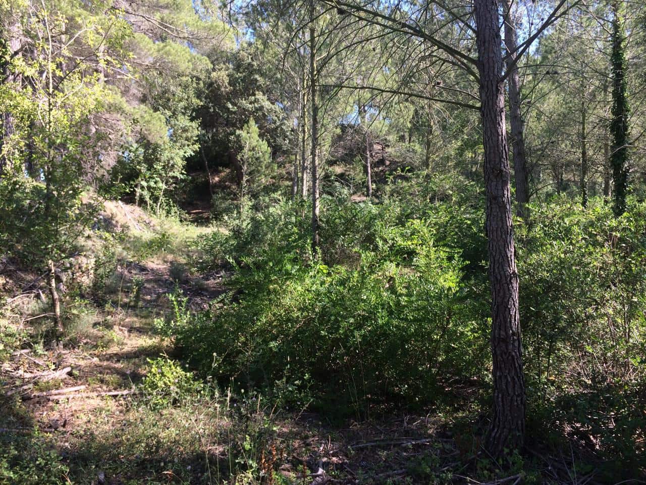 Grunde uden byggetilladelser til salg i Vandellos - € 50.000 (Ref: 7738559)