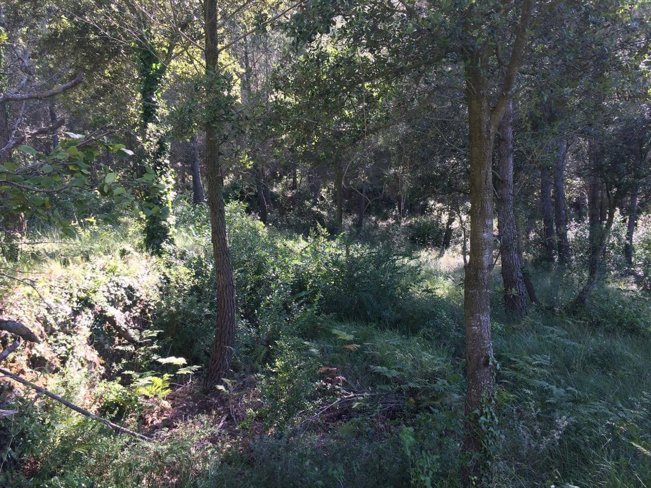 Grunde uden byggetilladelser til salg i Vandellos - € 50.000 (Ref: 7738559)