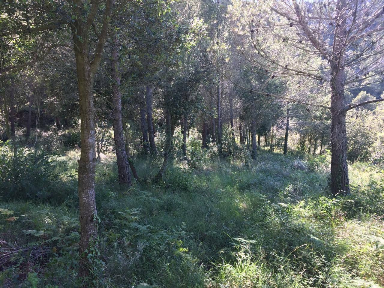 Grunde uden byggetilladelser til salg i Vandellos - € 50.000 (Ref: 7738559)