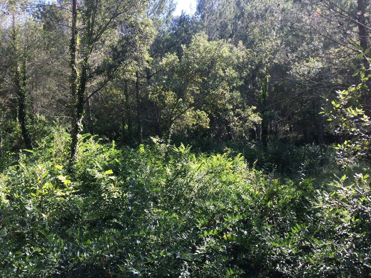 Grunde uden byggetilladelser til salg i Vandellos - € 50.000 (Ref: 7738559)