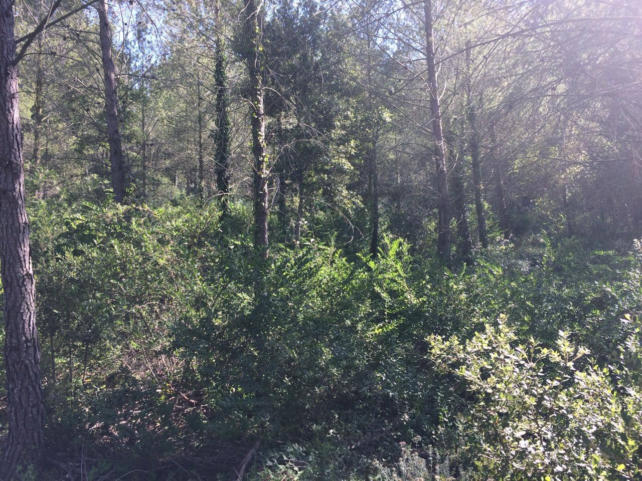 Grunde uden byggetilladelser til salg i Vandellos - € 50.000 (Ref: 7738559)