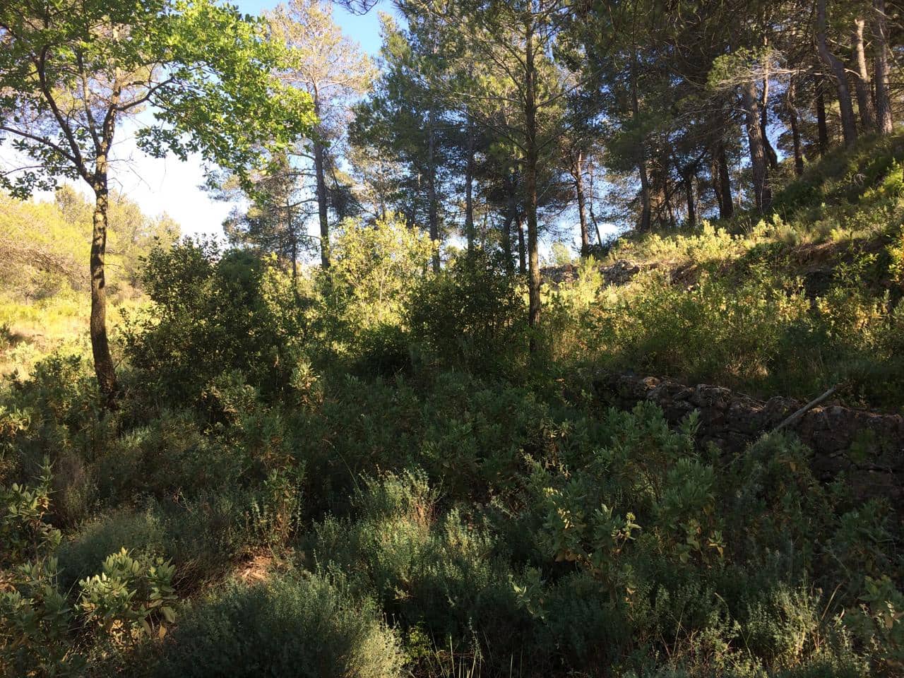 Terreno/Finca Rústica en Vandellos en venta - 50.000 € (Ref: 7738559)