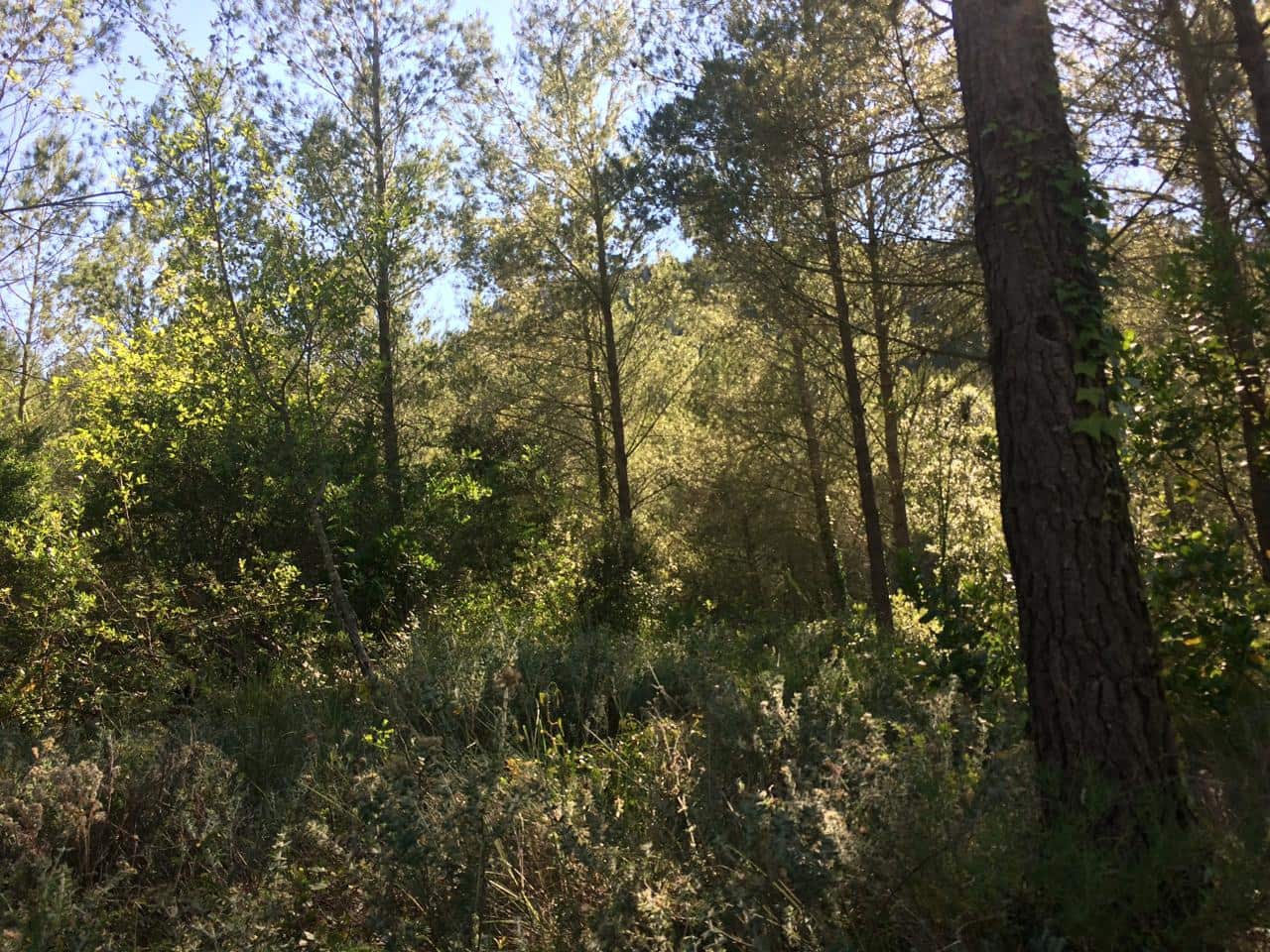 Terreno/Finca Rústica en Vandellos en venta - 50.000 € (Ref: 7738559)