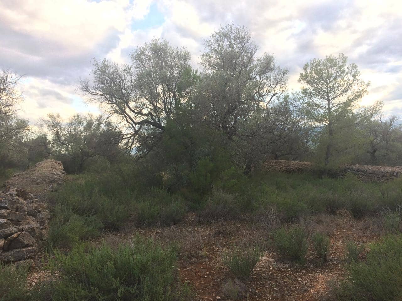 Grunde uden byggetilladelser til salg i Tivenys - € 39.000 (Ref: 7738560)