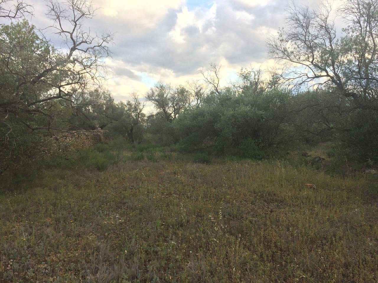 Grunde uden byggetilladelser til salg i Tivenys - € 39.000 (Ref: 7738560)