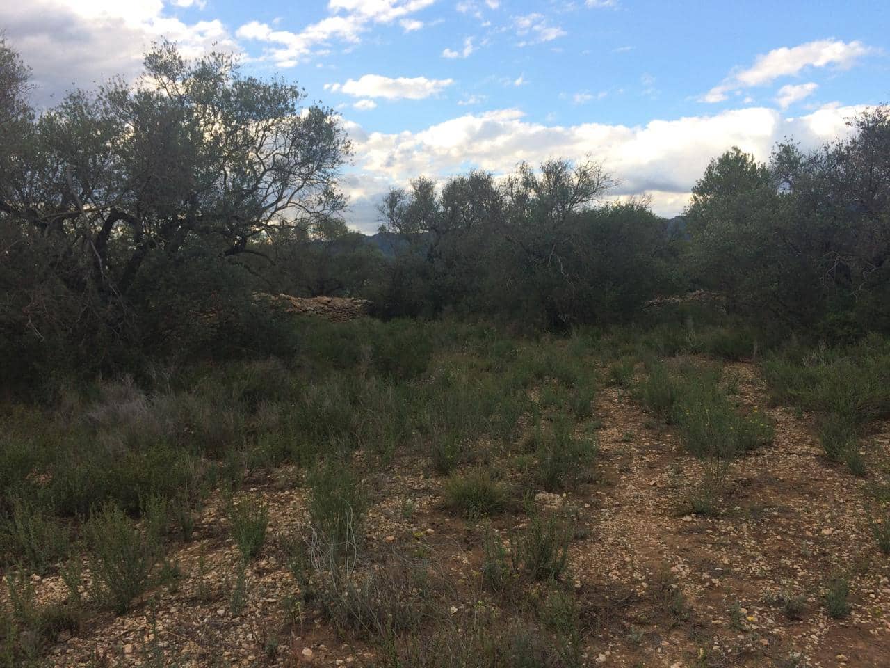 Grunde uden byggetilladelser til salg i Tivenys - € 39.000 (Ref: 7738560)