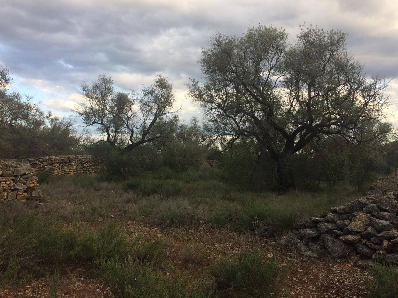 Grunde uden byggetilladelser til salg i Tivenys - € 39.000 (Ref: 7738560)