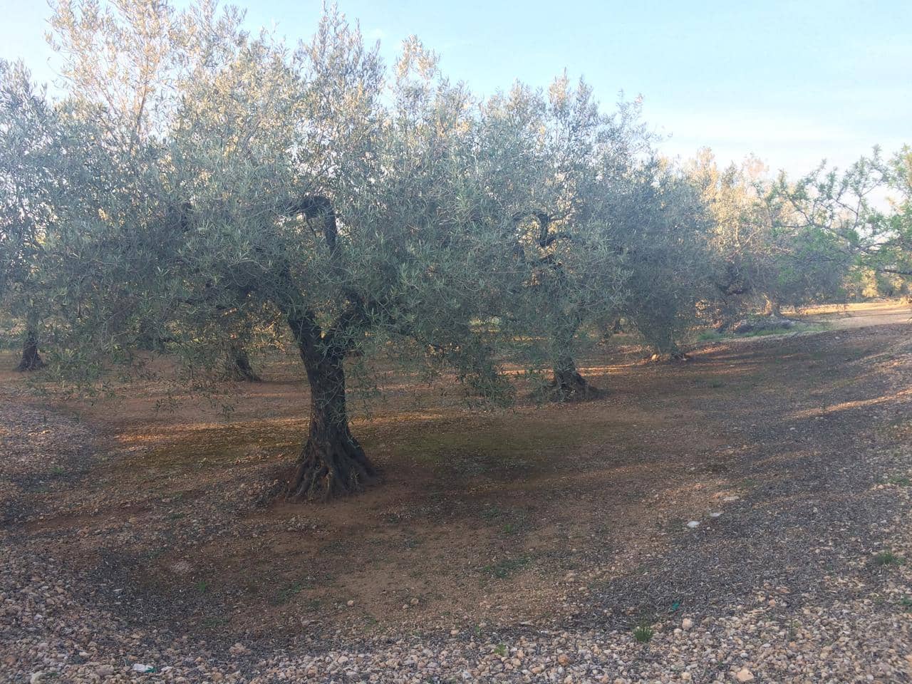 Ubebygd land til salgs i El Perello - € 50 000 (Ref: 7738562)