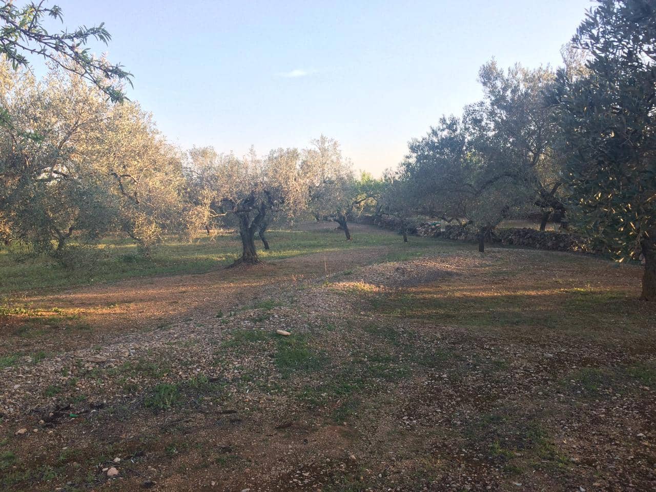 Ubebygd land til salgs i El Perello - € 50 000 (Ref: 7738562)