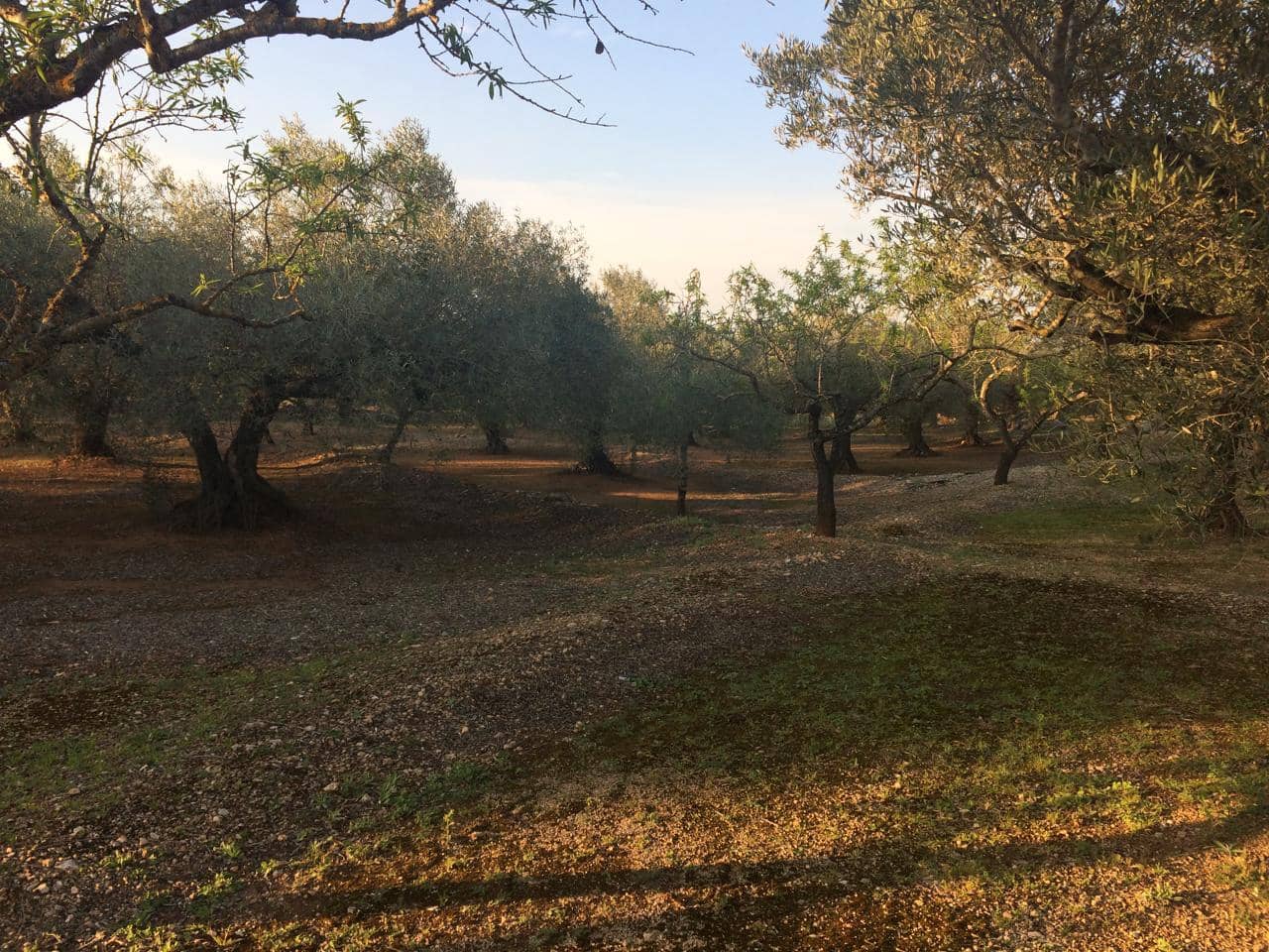 Ubebygd land til salgs i El Perello - € 50 000 (Ref: 7738562)