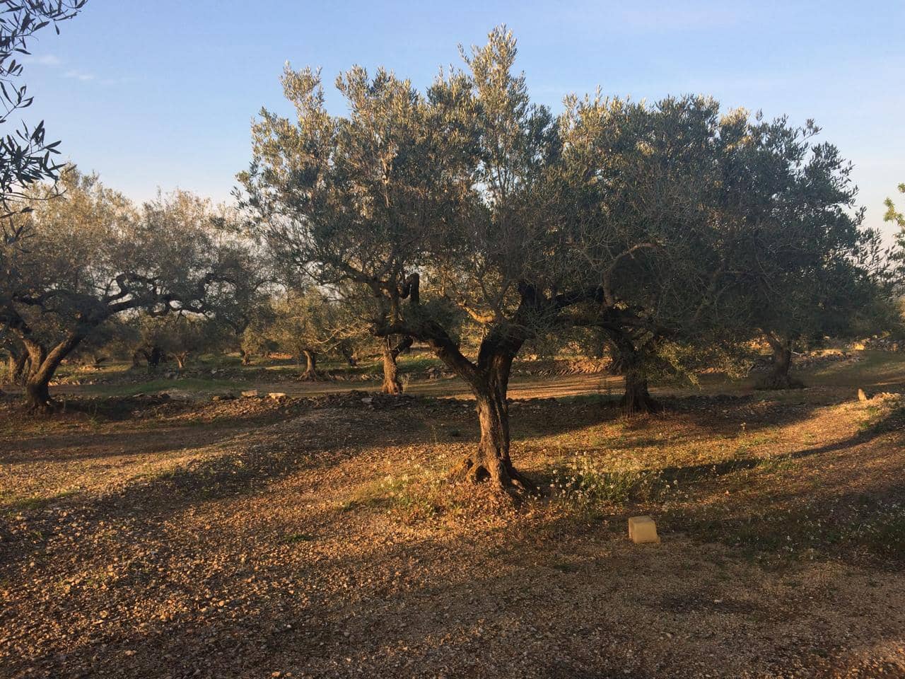 Ubebygd land til salgs i El Perello - € 50 000 (Ref: 7738562)