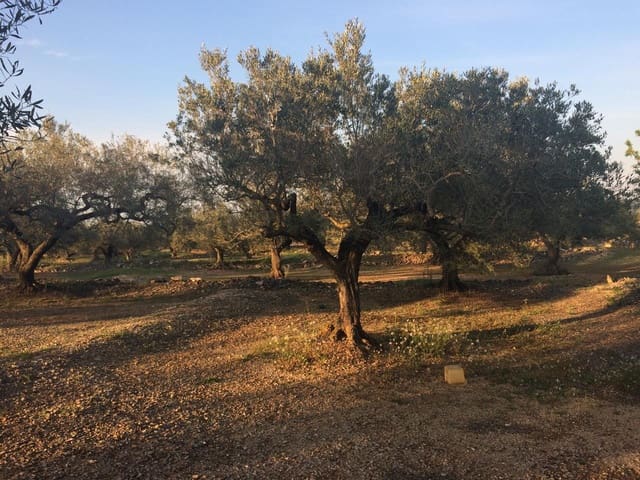 Terre non Aménagée à vendre à El Perelló - 50 000 € (Ref: 7738562)