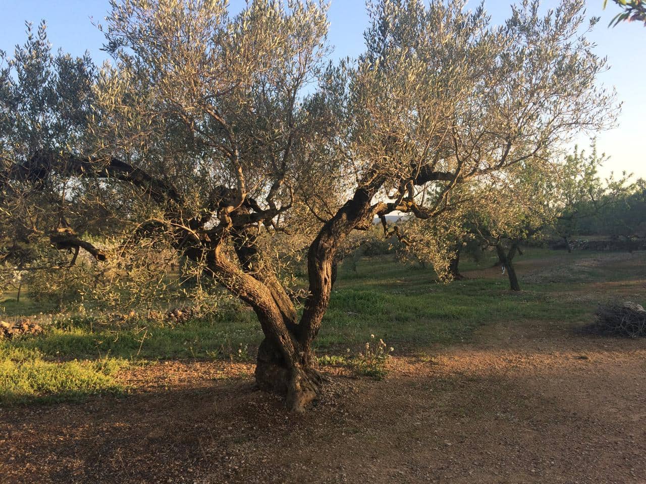 Ubebygd land til salgs i El Perello - € 50 000 (Ref: 7738562)