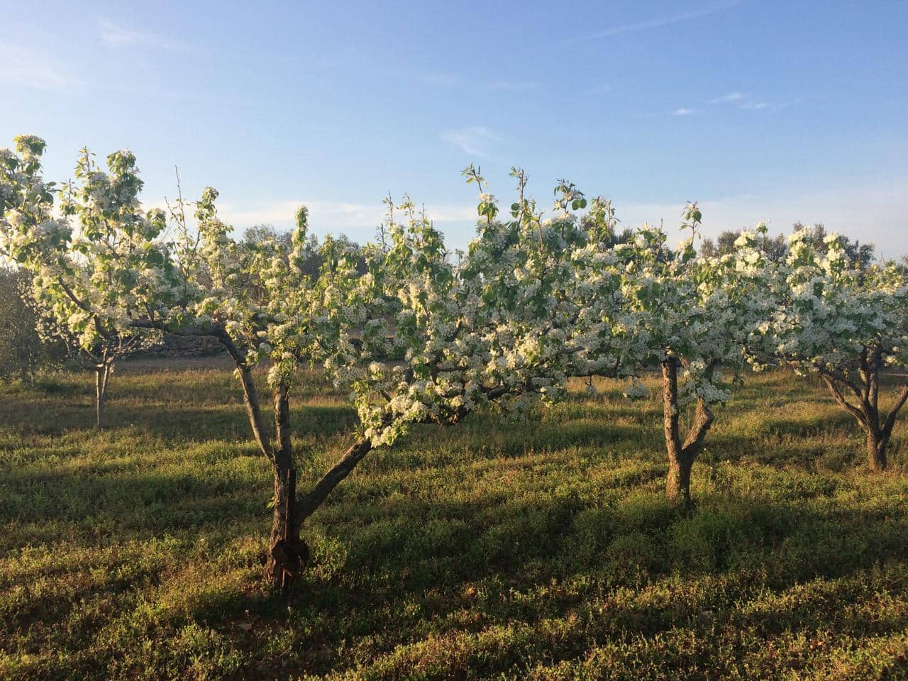 Ubebygd land til salgs i El Perello - € 50 000 (Ref: 7738562)