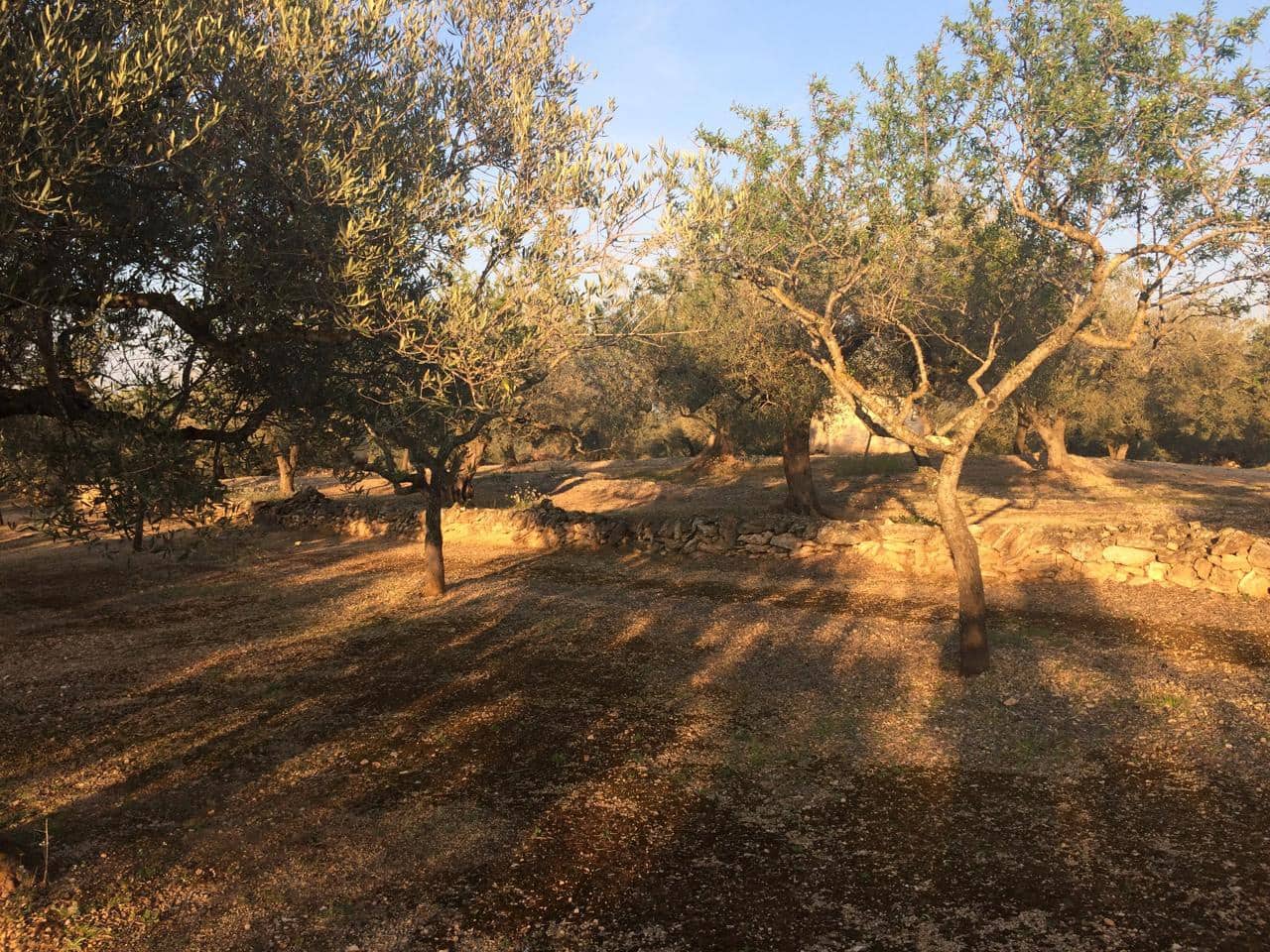 Ubebygd land til salgs i El Perello - € 50 000 (Ref: 7738562)