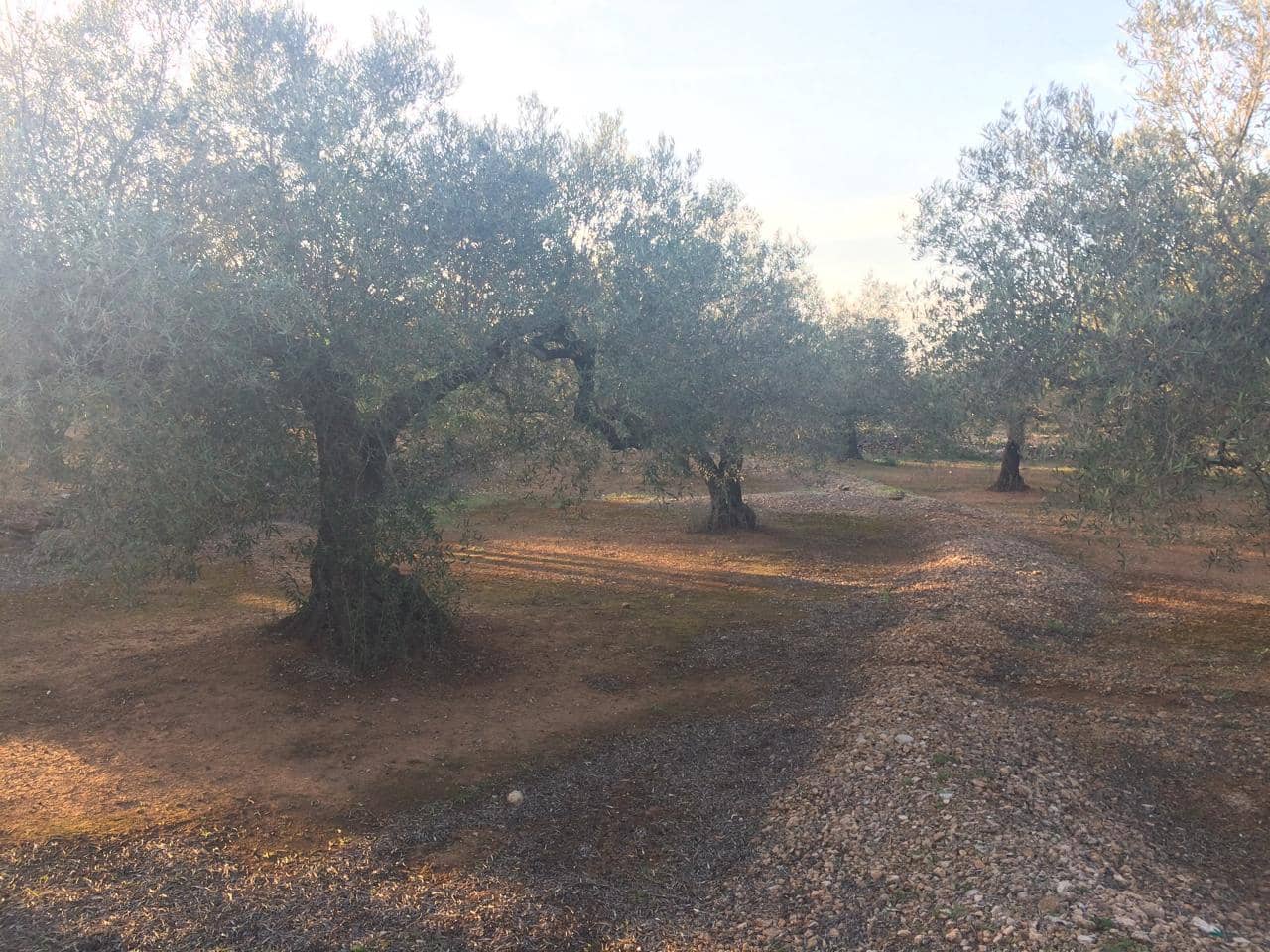 Ubebygd land til salgs i El Perello - € 50 000 (Ref: 7738562)