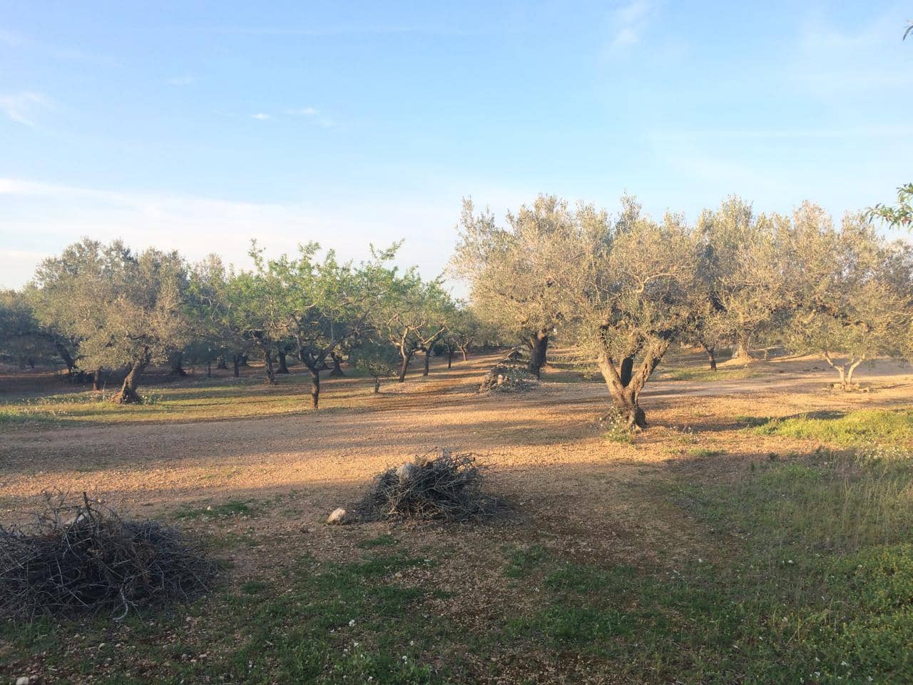 Ubebygd land til salgs i El Perello - € 50 000 (Ref: 7738562)