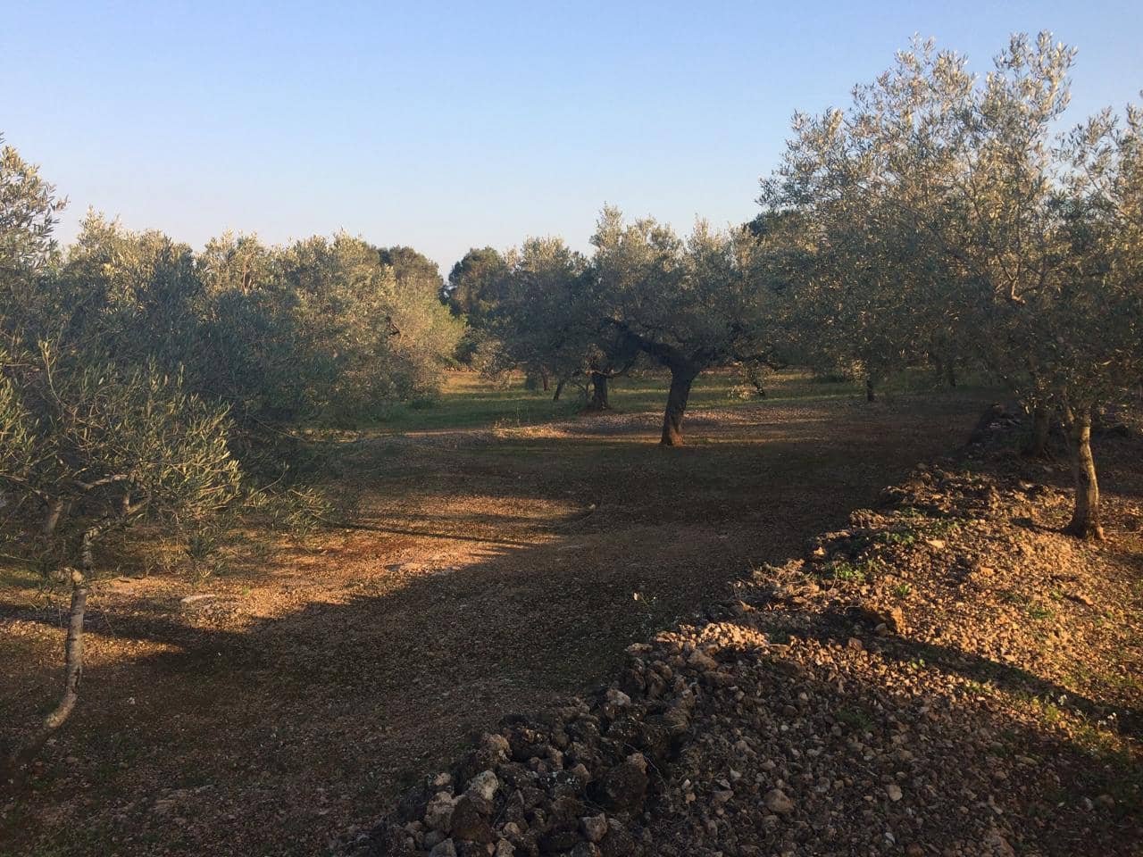 Ubebygd land til salgs i El Perello - € 50 000 (Ref: 7738562)