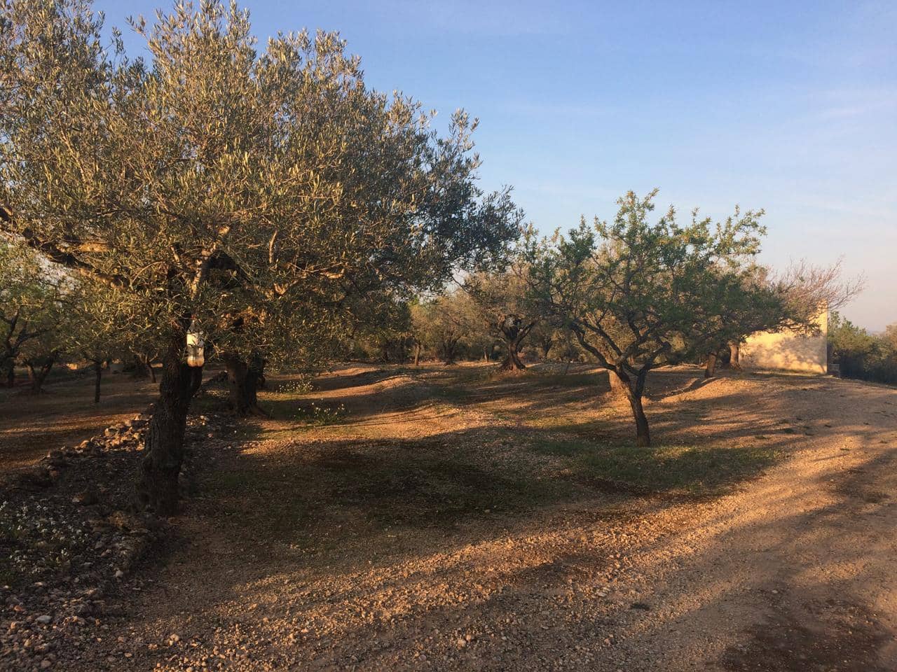 Ubebygd land til salgs i El Perello - € 50 000 (Ref: 7738562)