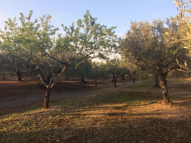 Terre non Aménagée à vendre à El Perelló - 50 000 € (Ref: 7738562)