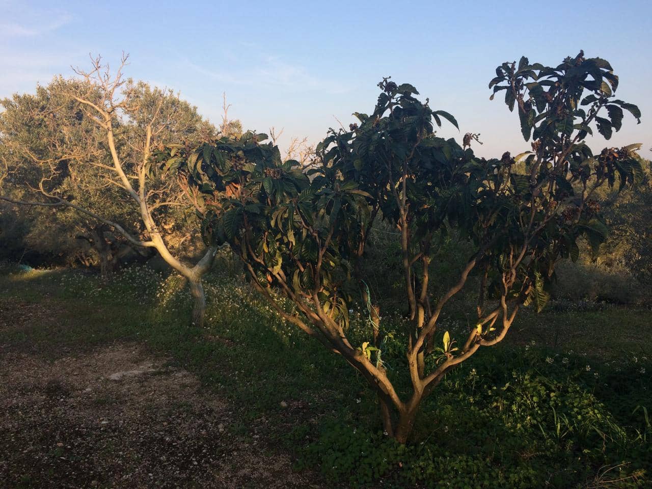 Ubebygd land til salgs i El Perello - € 50 000 (Ref: 7738562)