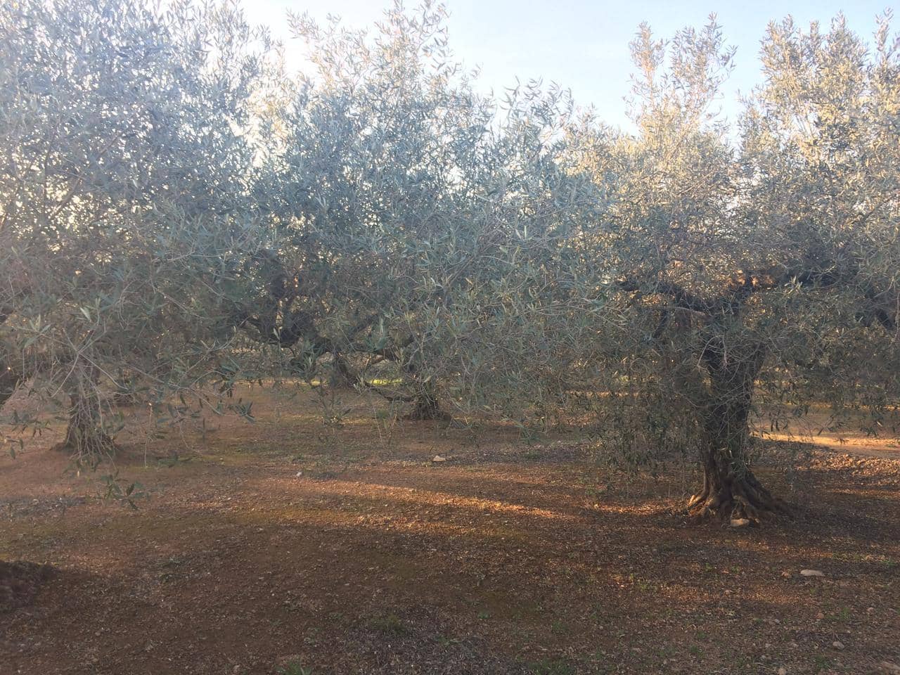 Ubebygd land til salgs i El Perello - € 50 000 (Ref: 7738562)