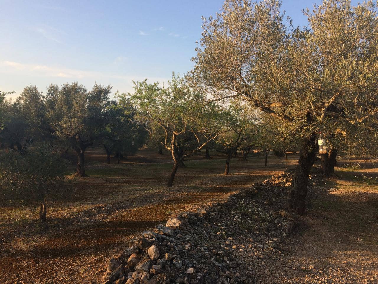 Ubebygd land til salgs i El Perello - € 50 000 (Ref: 7738562)