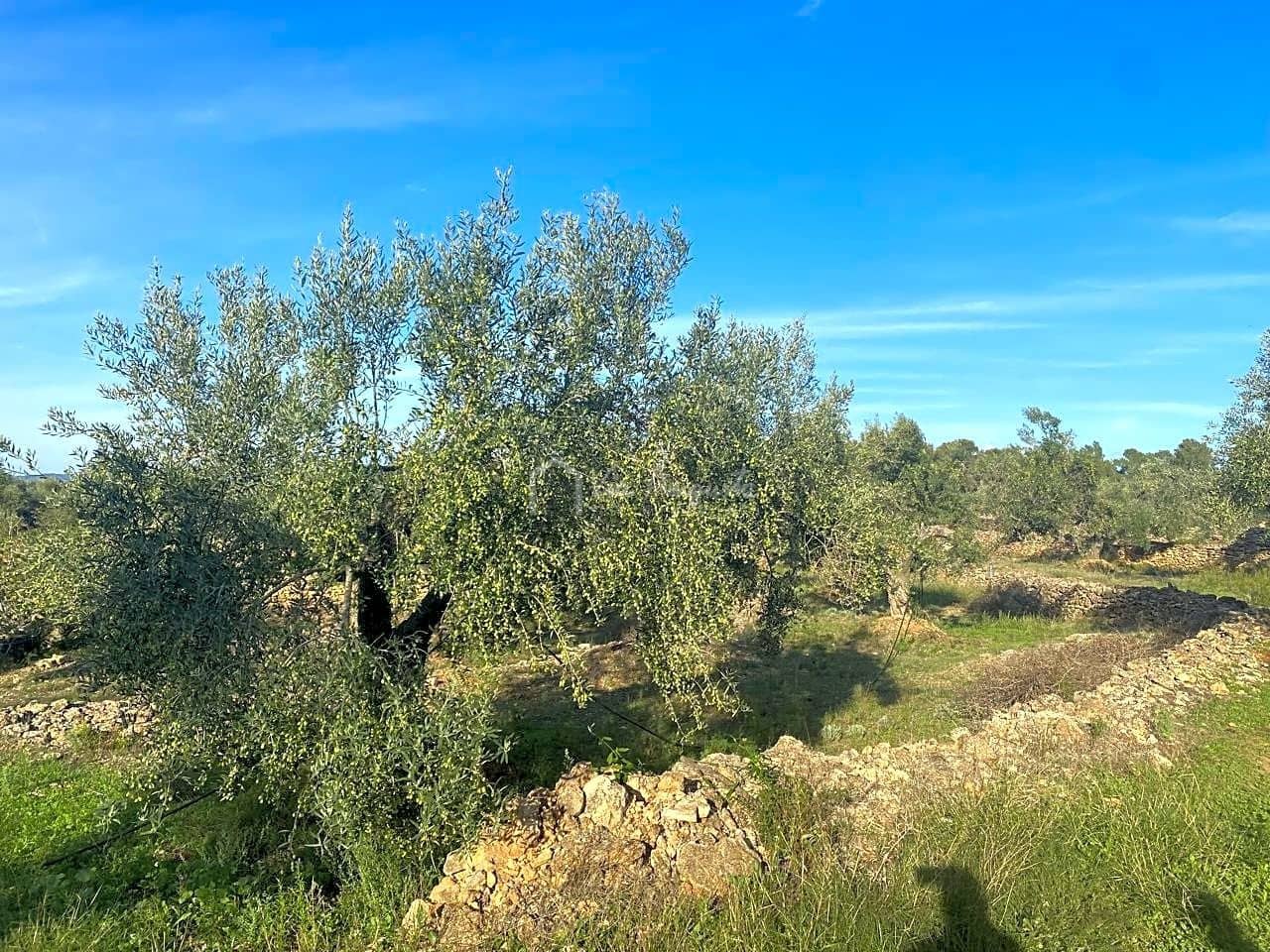 Grunde uden byggetilladelser til salg i Rasquera - € 48.000 (Ref: 7814408)