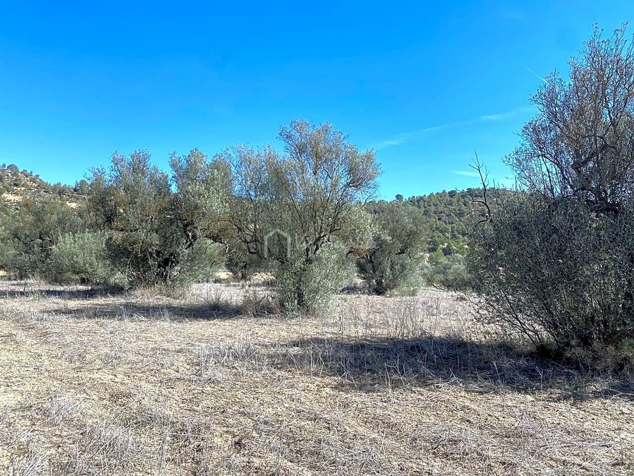 Grunde uden byggetilladelser til salg i Asco - € 450.000 (Ref: 7836289)