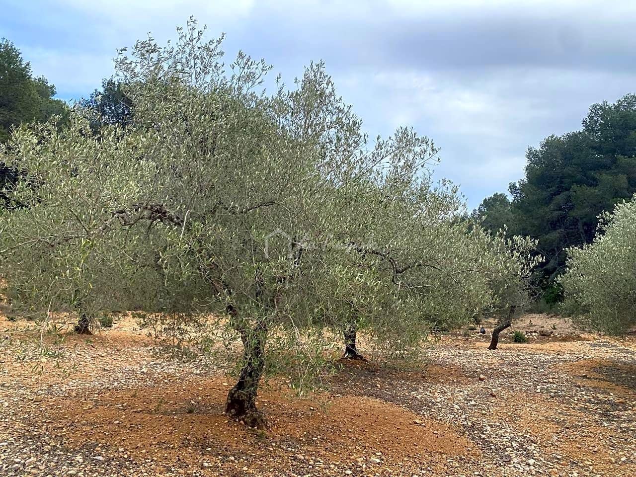 Mark till salu i El Perello - 60 000 € (Ref: 8094735)