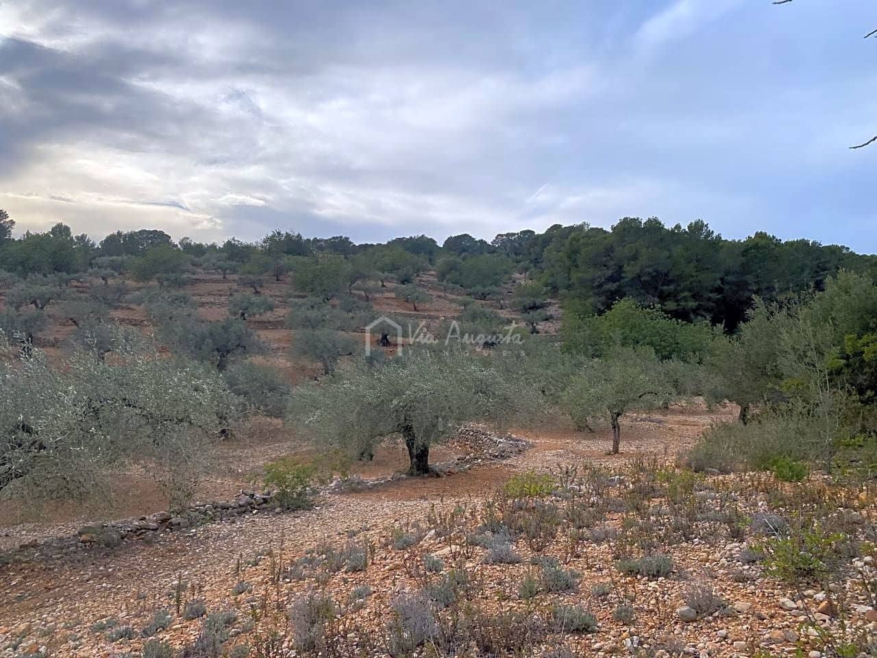 Mark till salu i El Perello - 60 000 € (Ref: 8094735)