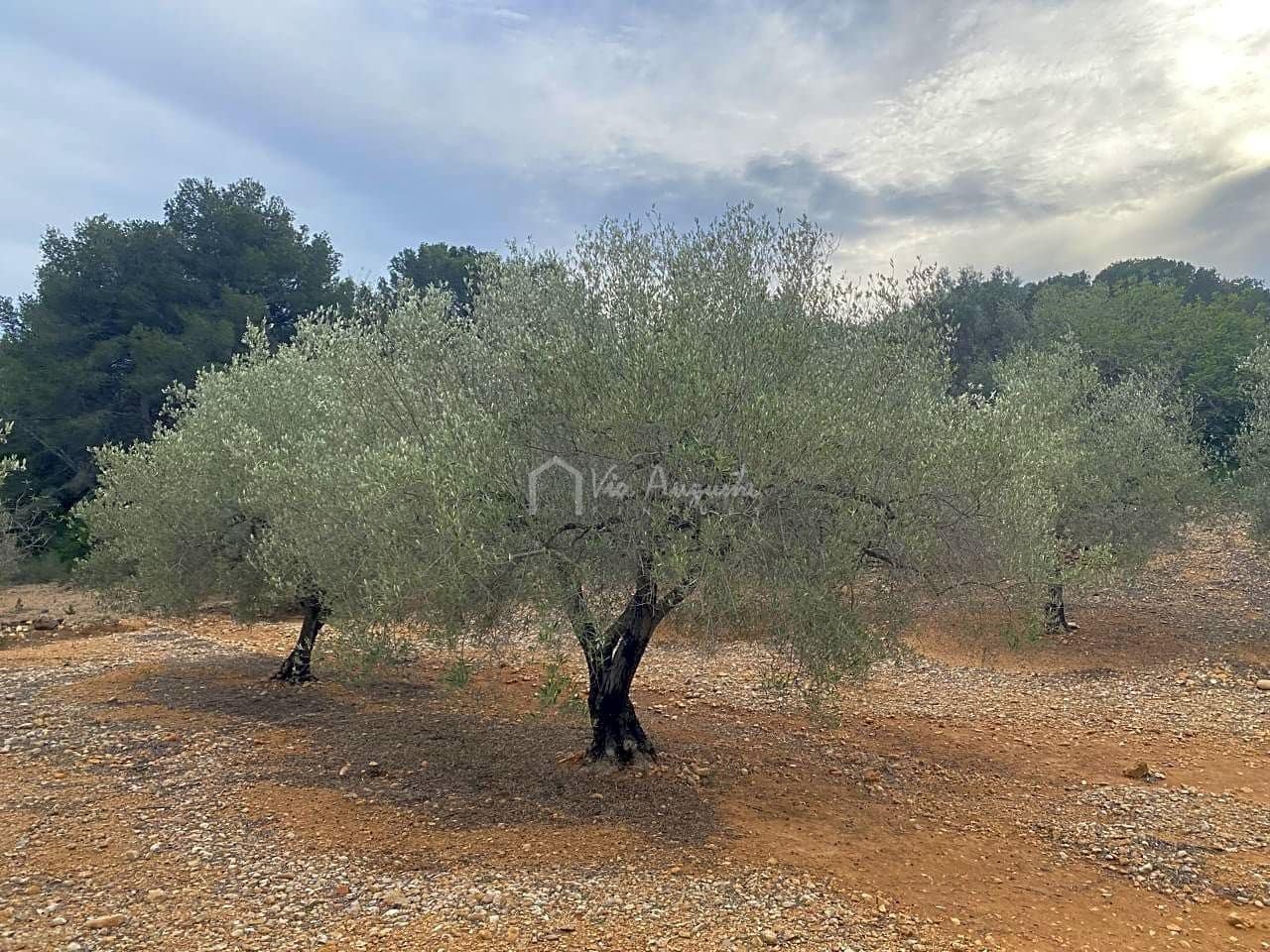 Mark till salu i El Perello - 60 000 € (Ref: 8094735)