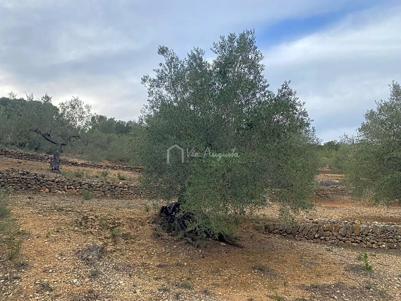 Mark till salu i El Perello - 60 000 € (Ref: 8094735)