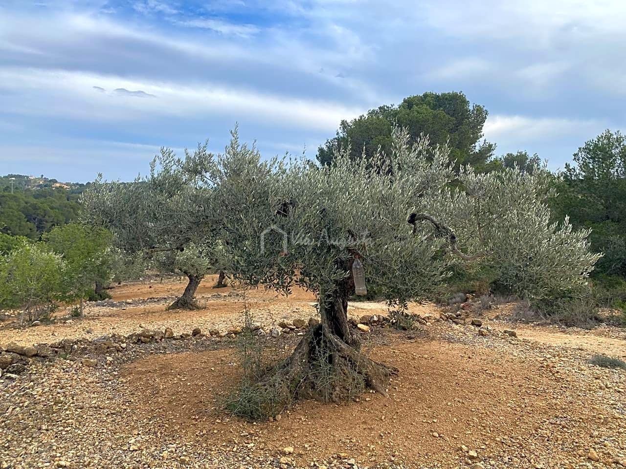 Mark till salu i El Perello - 60 000 € (Ref: 8094735)