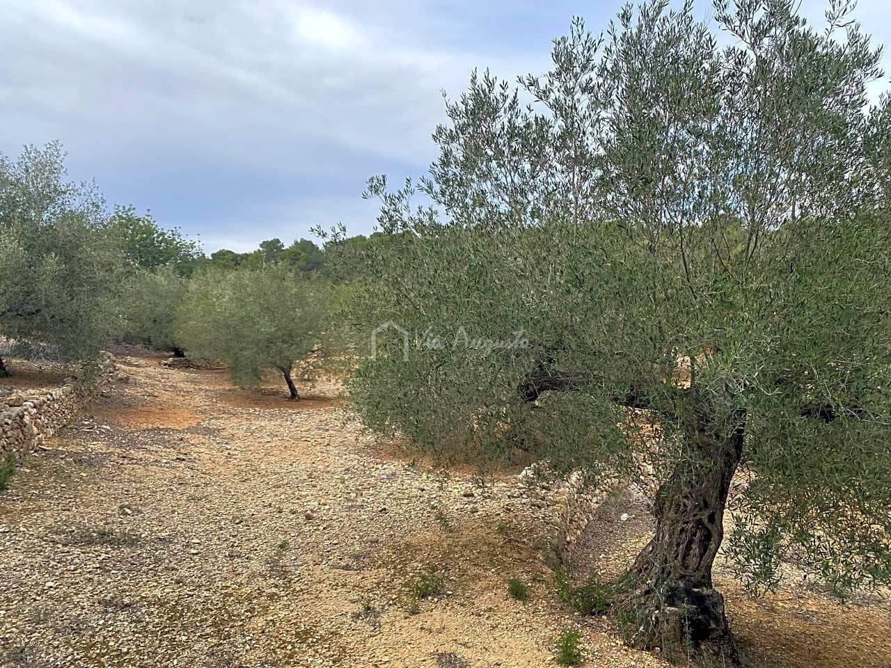 Mark till salu i El Perello - 60 000 € (Ref: 8094735)