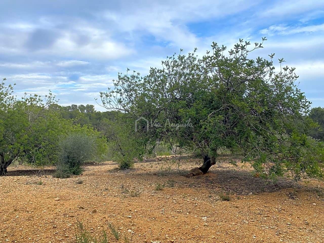 Mark till salu i El Perello - 60 000 € (Ref: 8094735)