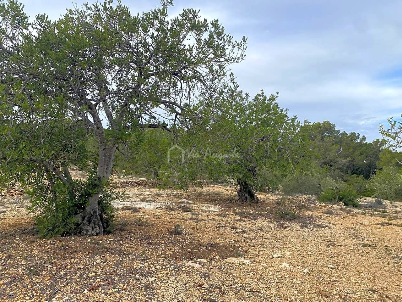 Mark till salu i El Perello - 60 000 € (Ref: 8094735)