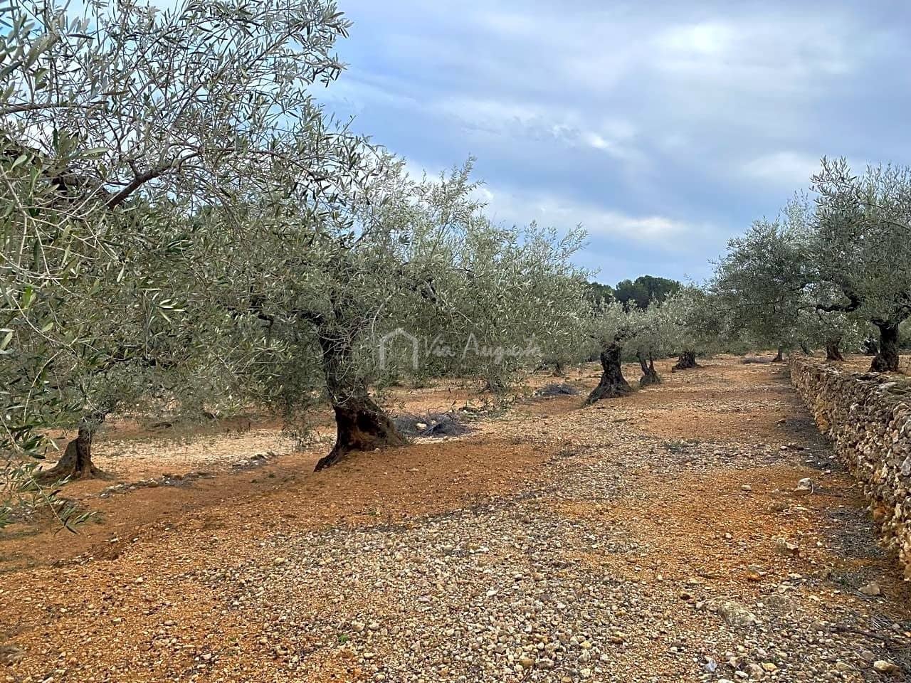 Mark till salu i El Perello - 60 000 € (Ref: 8094735)