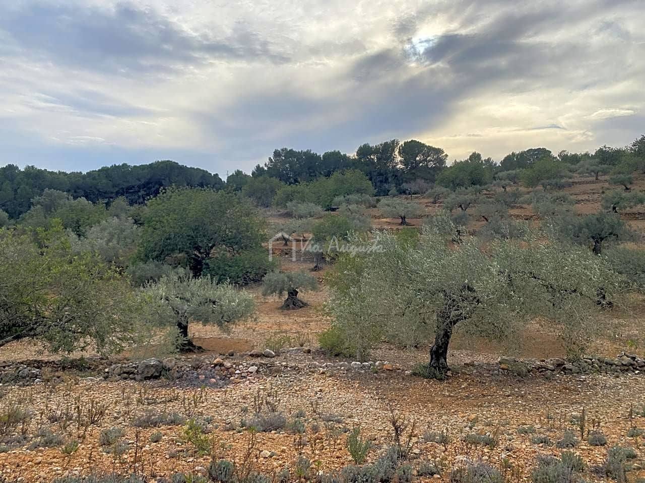 Mark till salu i El Perello - 60 000 € (Ref: 8094735)