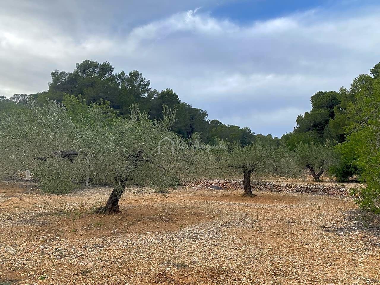 Mark till salu i El Perello - 60 000 € (Ref: 8094735)