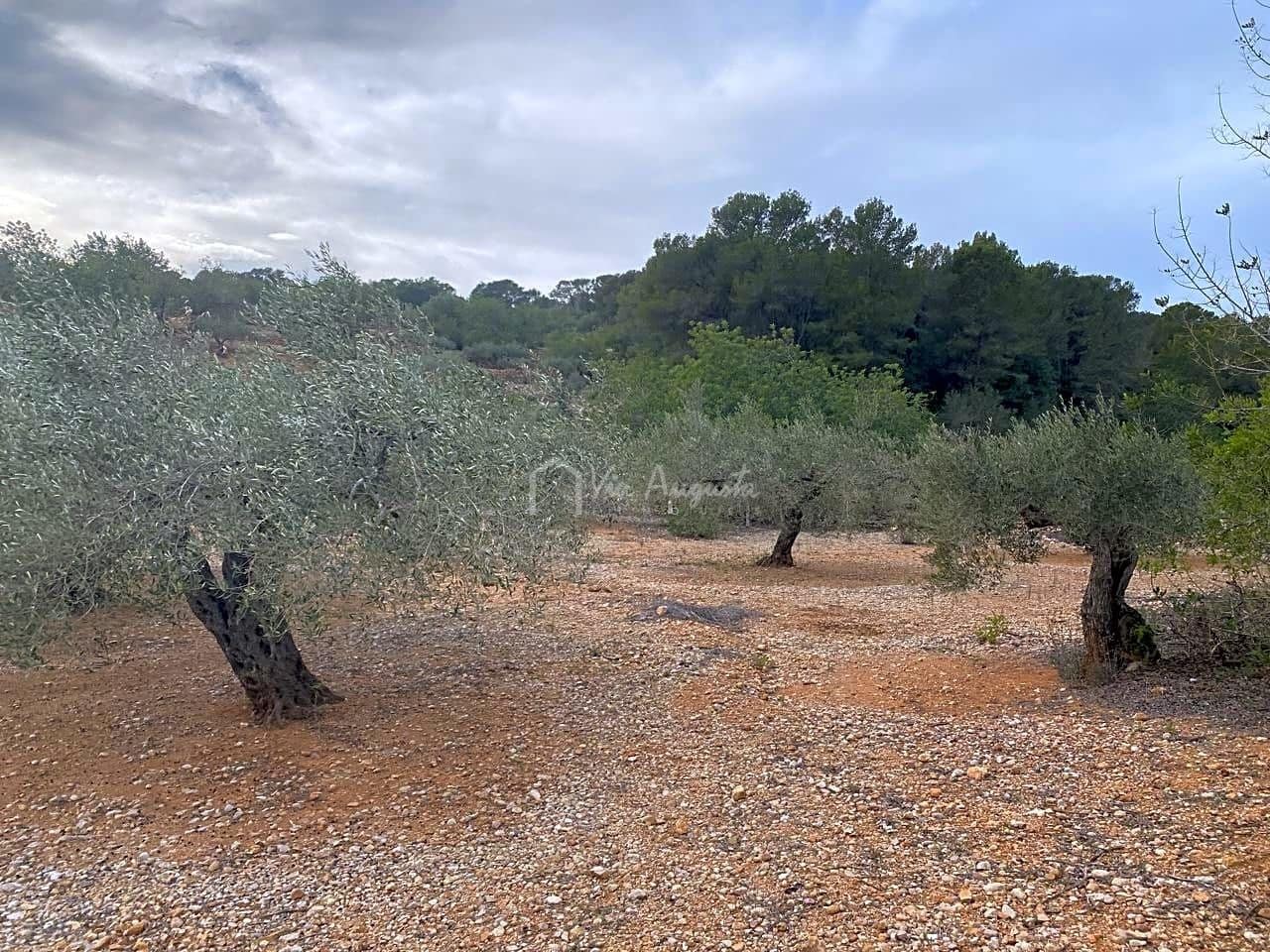 Mark till salu i El Perello - 60 000 € (Ref: 8094735)