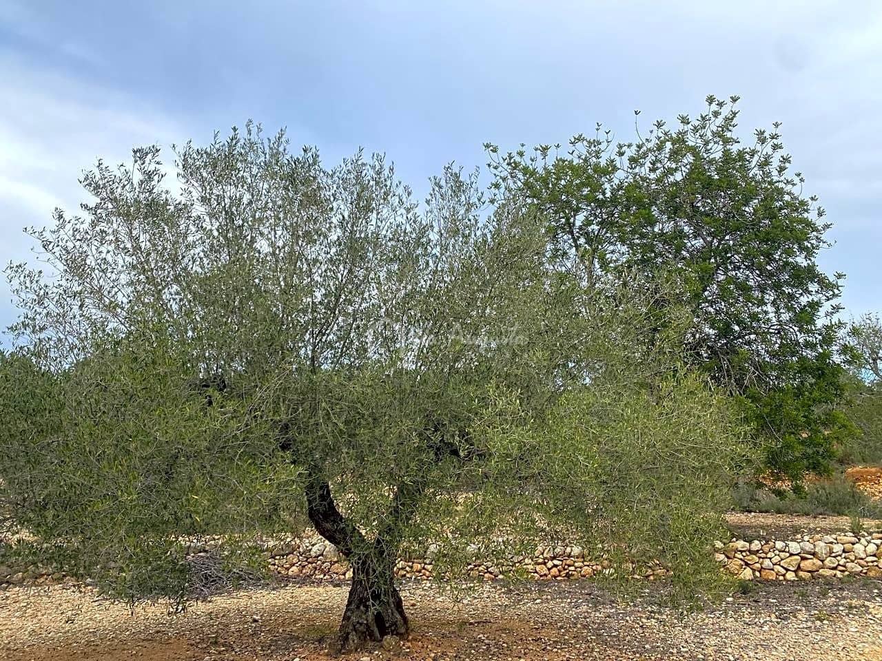 Mark till salu i El Perello - 60 000 € (Ref: 8094735)