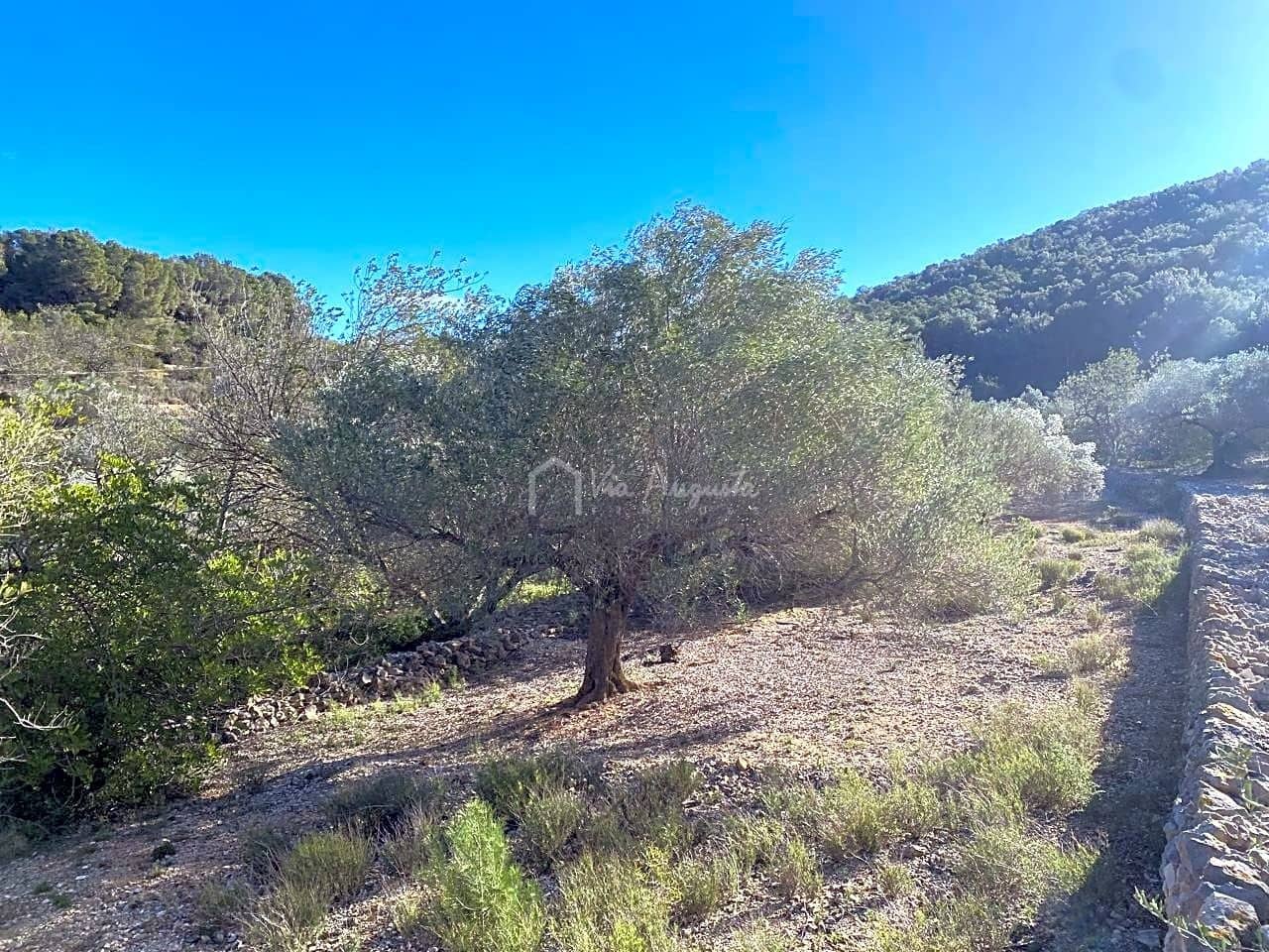 Terre non Aménagée à vendre à El Perello - 65 000 € (Ref: 8119255)