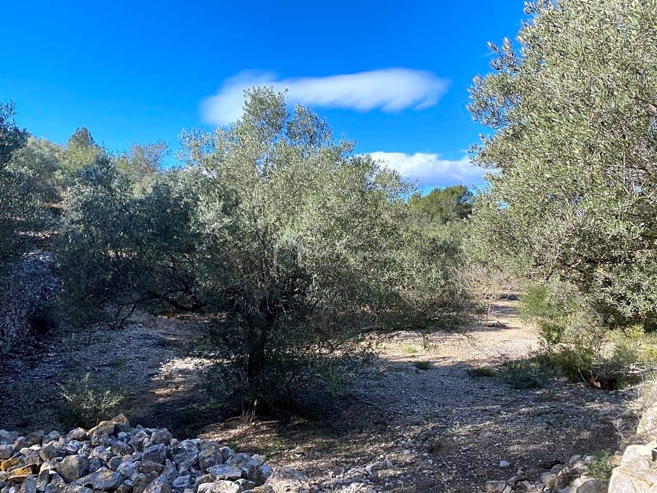 Terre non Aménagée à vendre à El Perello - 65 000 € (Ref: 8119255)